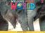 Imagem de WELCOME TO OUR WORLD 3 ACTIVITY BOOK ALL CAPS - AMERICAN - 2ND ED